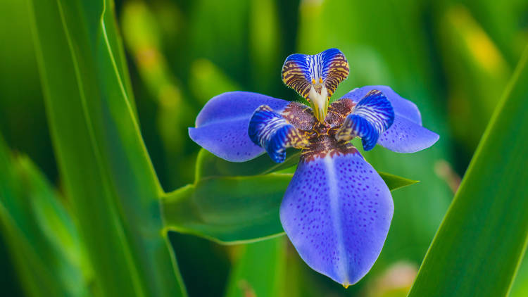 Redland International Orchid Festival