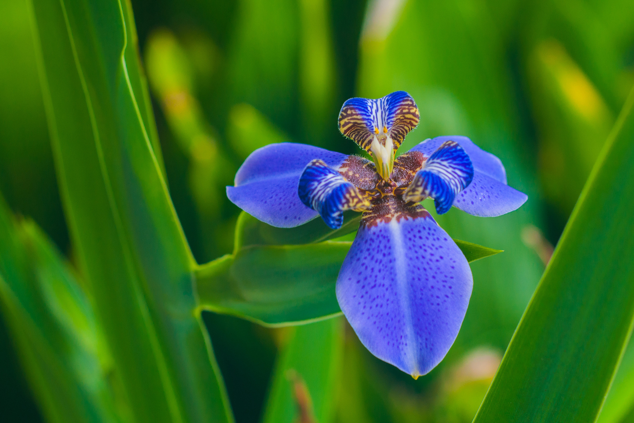 Redland International Orchid Festival Things to do in Miami