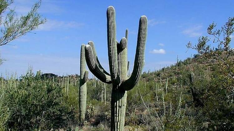 Saguaro National Park