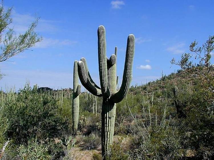 Saguaro National Park