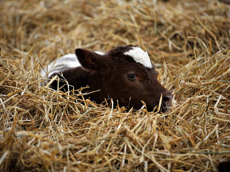 Wigfield Farm