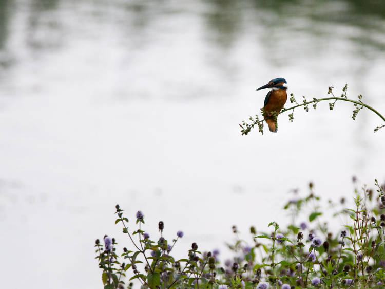 Swift Valley Nature Reserve