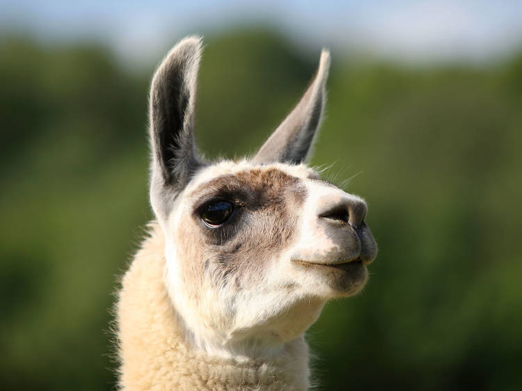 National Forest Llama Treks