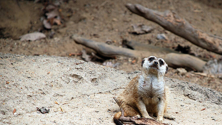 Memphis Zoo