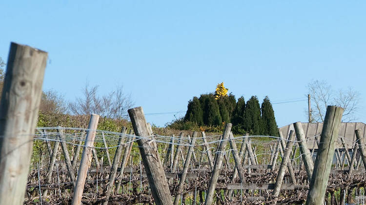 Llanerch Vineyard