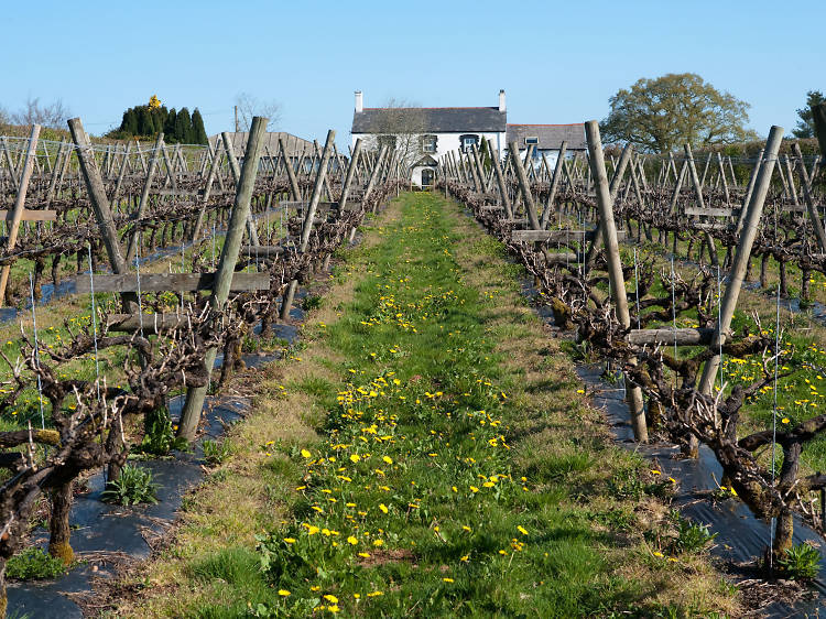 Llanerch Vineyard