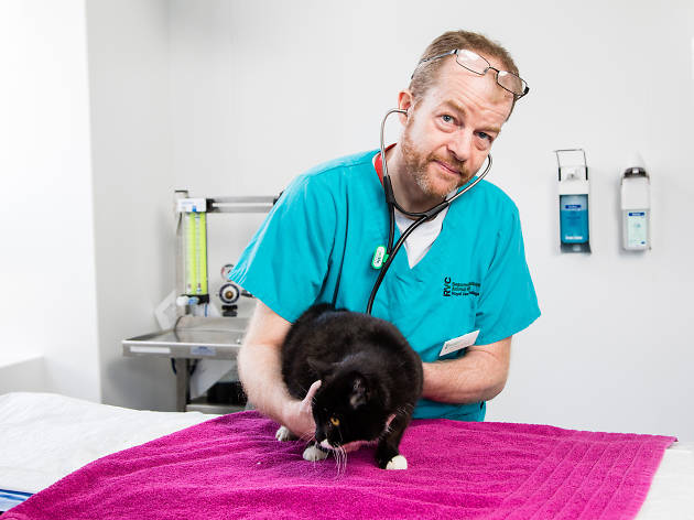 Paul Pollard, London vet Paul Pollard, London vet