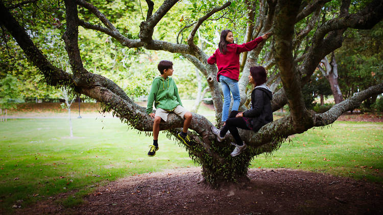 5 Top London Trees For Kids To Climb
