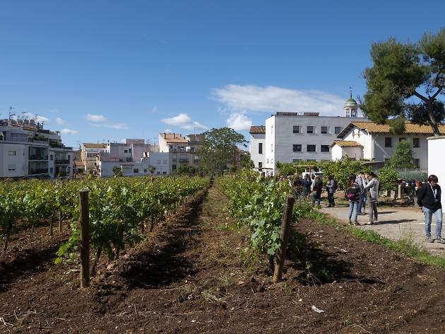 Sitges i malvasia Sitges i malvasia