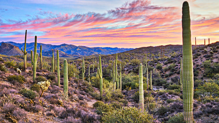 The essential guide to Arizona