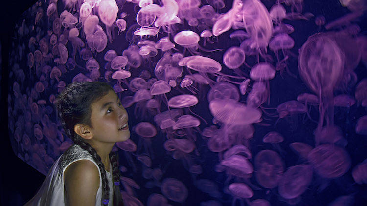 SEA Aquarium Resorts World Singapore