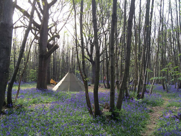 Badgells Wood Camping, Kent