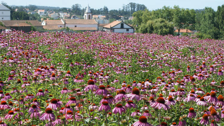 Walk around an aromatic medical and seasoning plant nursery