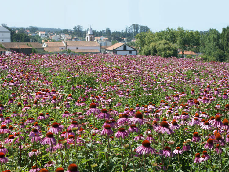 Walk around an aromatic medical and seasoning plant nursery