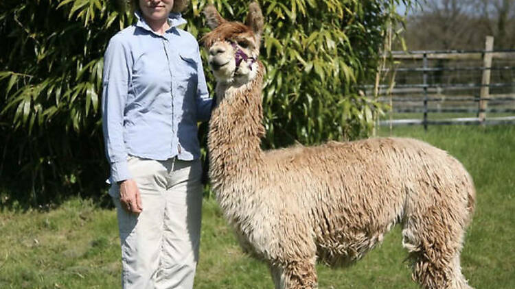 West Wight Alpacas