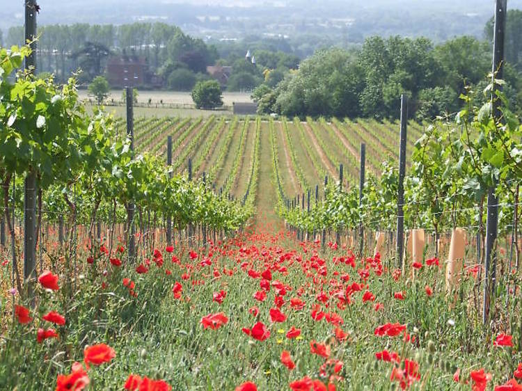 Chapel Down Winery