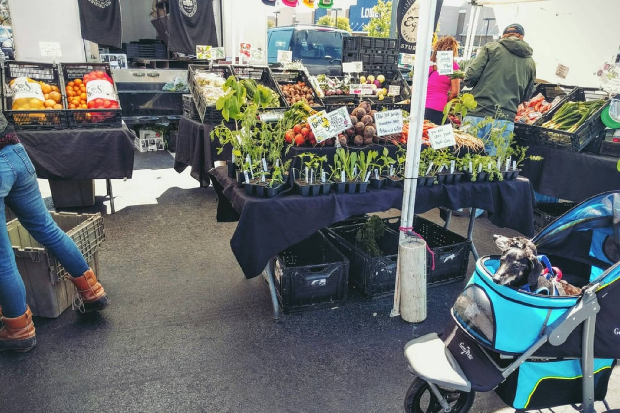 Lone Star Farmers Market Shopping in Austin