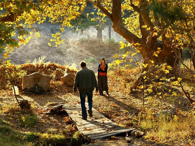 Ahlat Ağacı Ahlat Ağacı