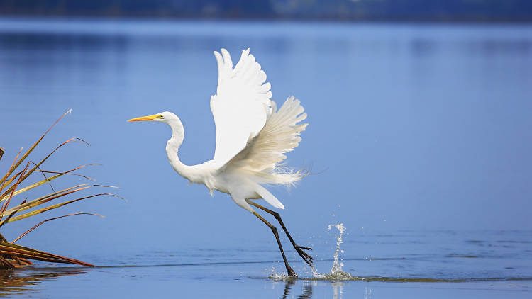 A milky white stork takes flight