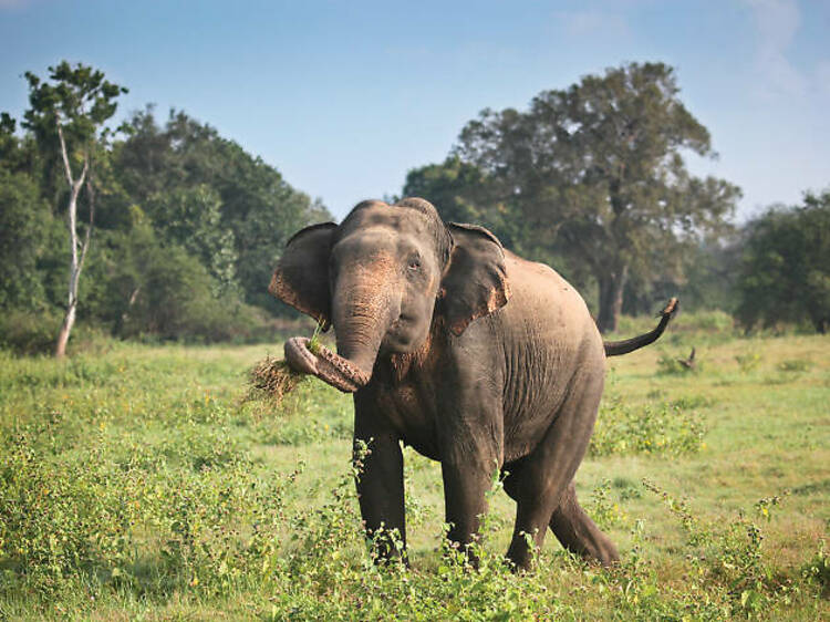 Witness herds of elephants and wildlife at the Kaudulla National Park. 