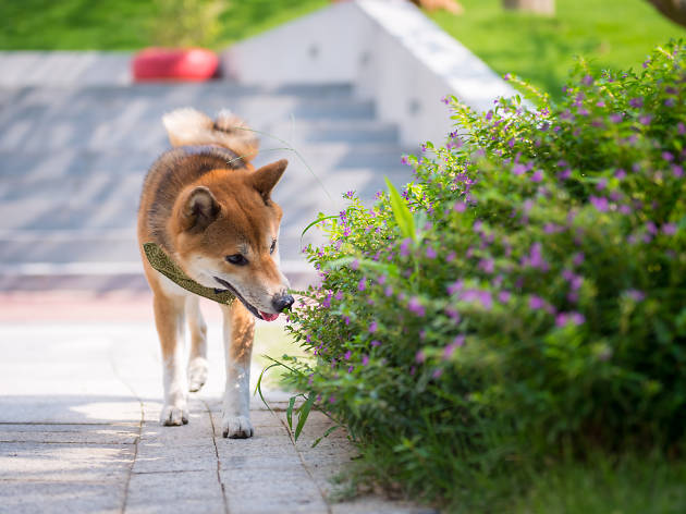 Shiba in a dog park Shiba in a dog park