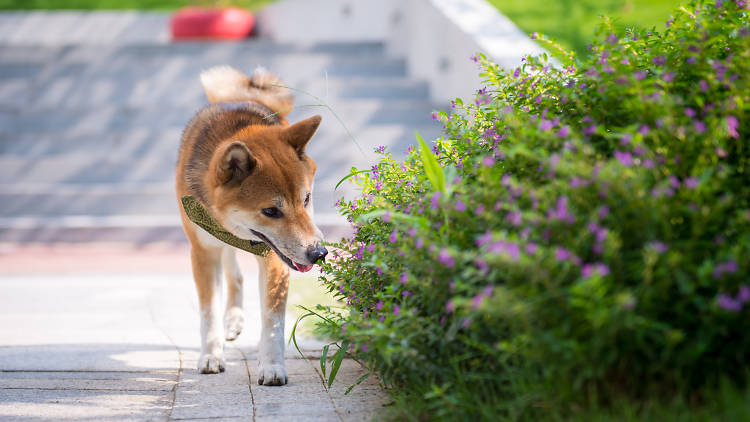 Hong Kong’s best dog parks