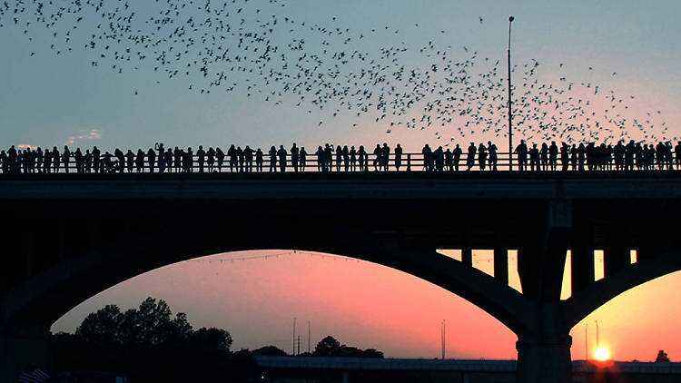 Bats on bridge