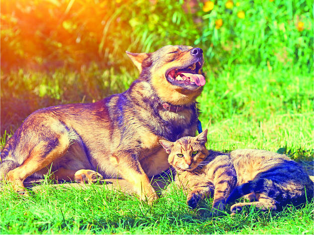 Calor en perros y gatos Calor en perros y gatos