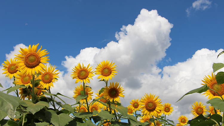 Kiyose Sunflower Festival 