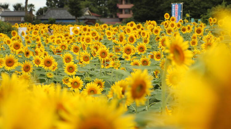 Kiyose Sunflower Festival