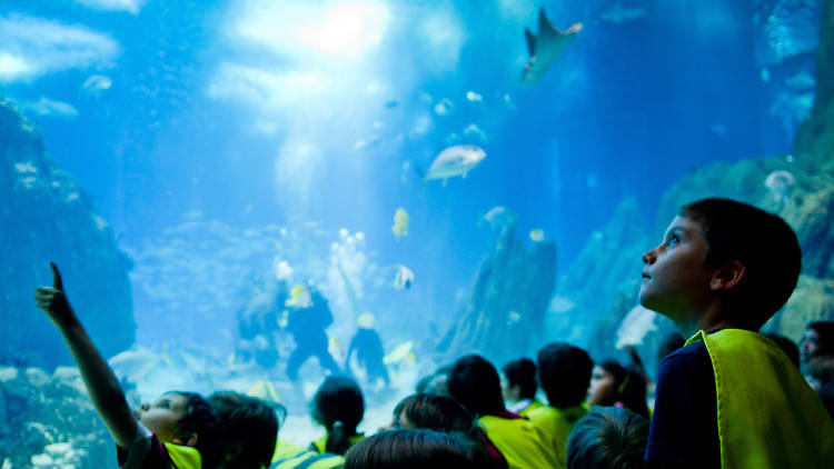 Férias no Oceanário de Lisboa