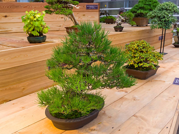 bonsai bonsai