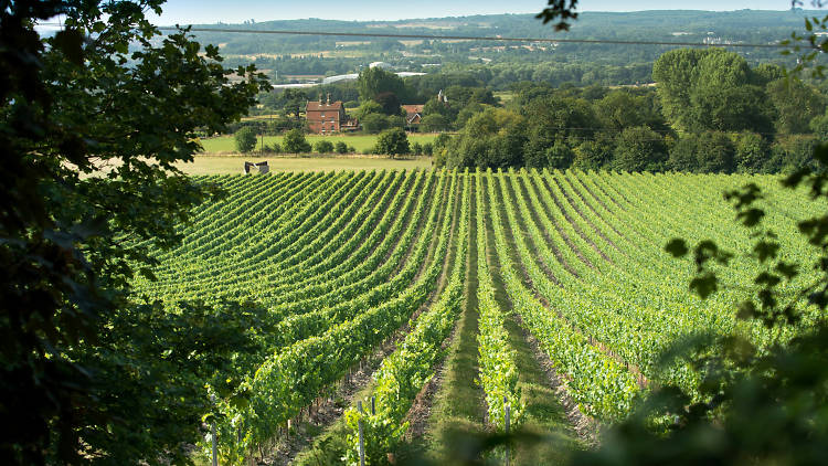 Sip sparkling wine on an English vineyard