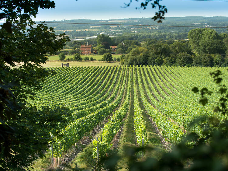 Chapel Down winery, Kent