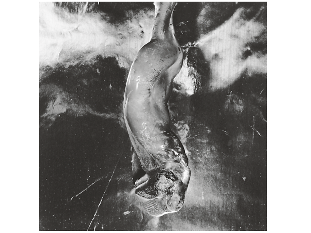 Ampolla fosa i deformada per l’ona de calor de la bomba atòmica, la radiació i el foc, Nagasaki, 1961 Ampolla fosa i deformada per l’ona de calor de la bomba atòmica, la radiació i el foc, Nagasaki, 1961