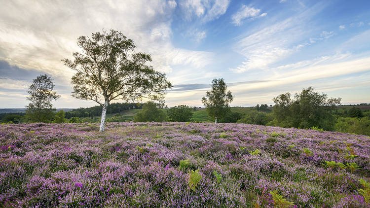 New Forest, HAMPSHIRE