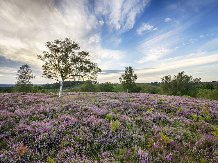 A perfect day in the New Forest