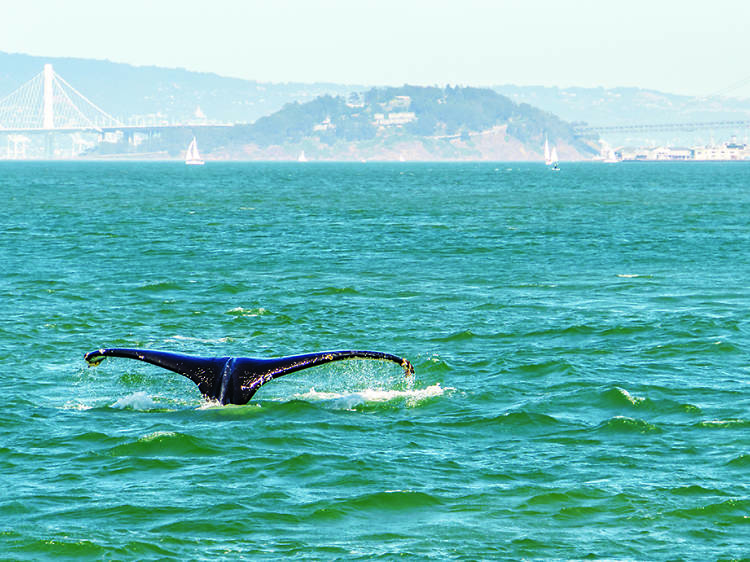 San Francisco Whale Tours