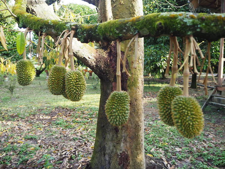 Pick fruits straight from the tree