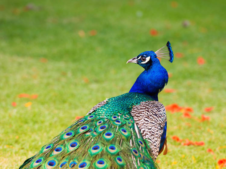 Peacock's pride