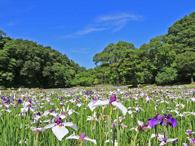 佐倉城址公園