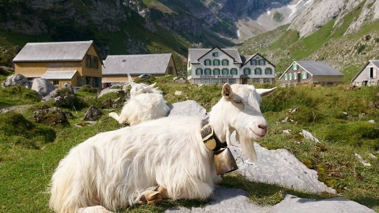 Berggasthaus Meglisalp, Weissbad