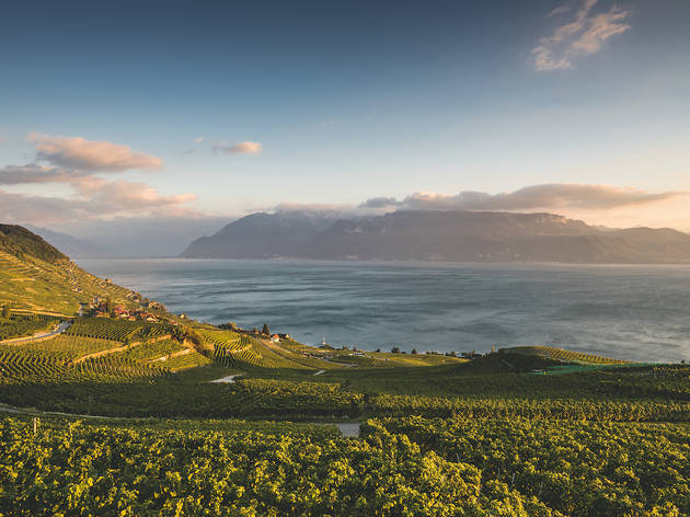 Lavaux, Abendstimmung Lavaux, Abendstimmung