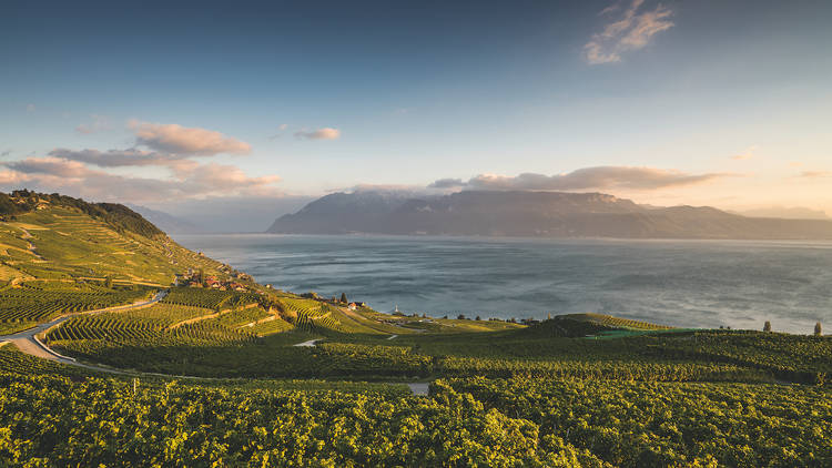 Faire la tournée des caves dans les magnifiques terrasses de Lavaux 