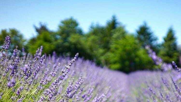 Lavender by the Bay
