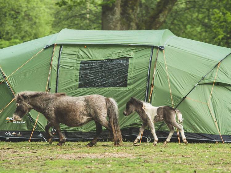 New Forest ponies