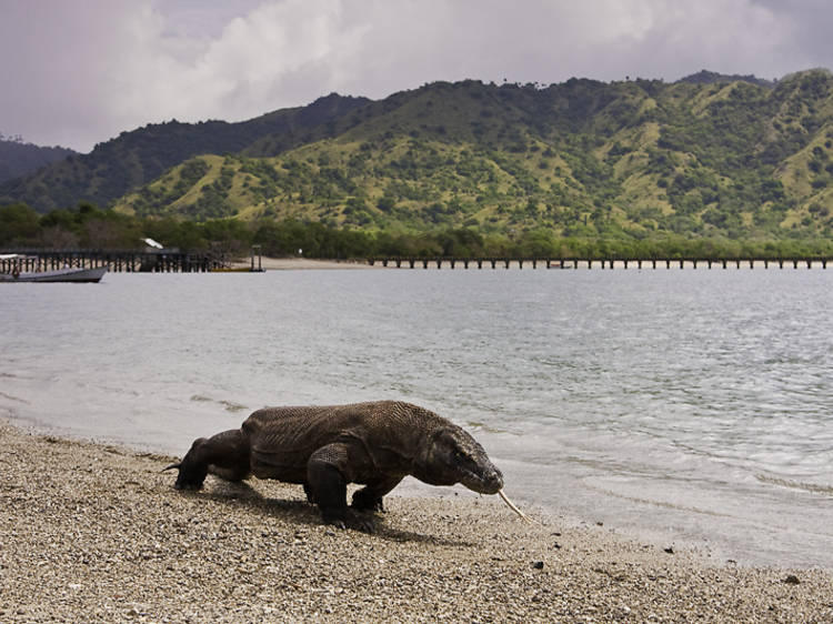 Komodo National Park