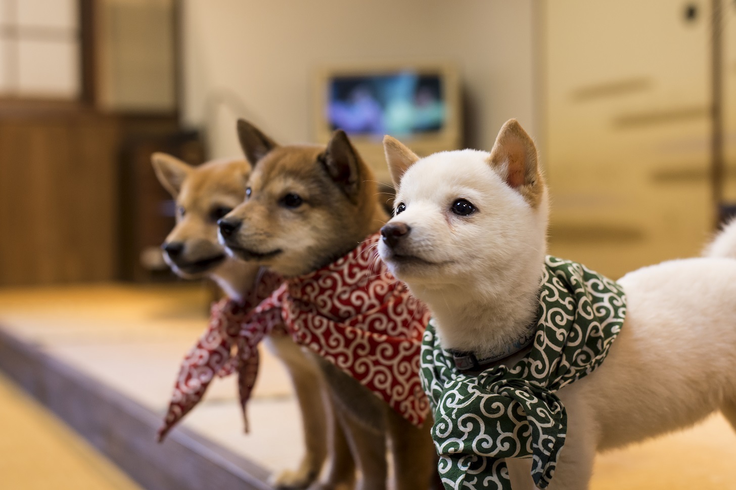 Best animal and pet cafés in Tokyo 
