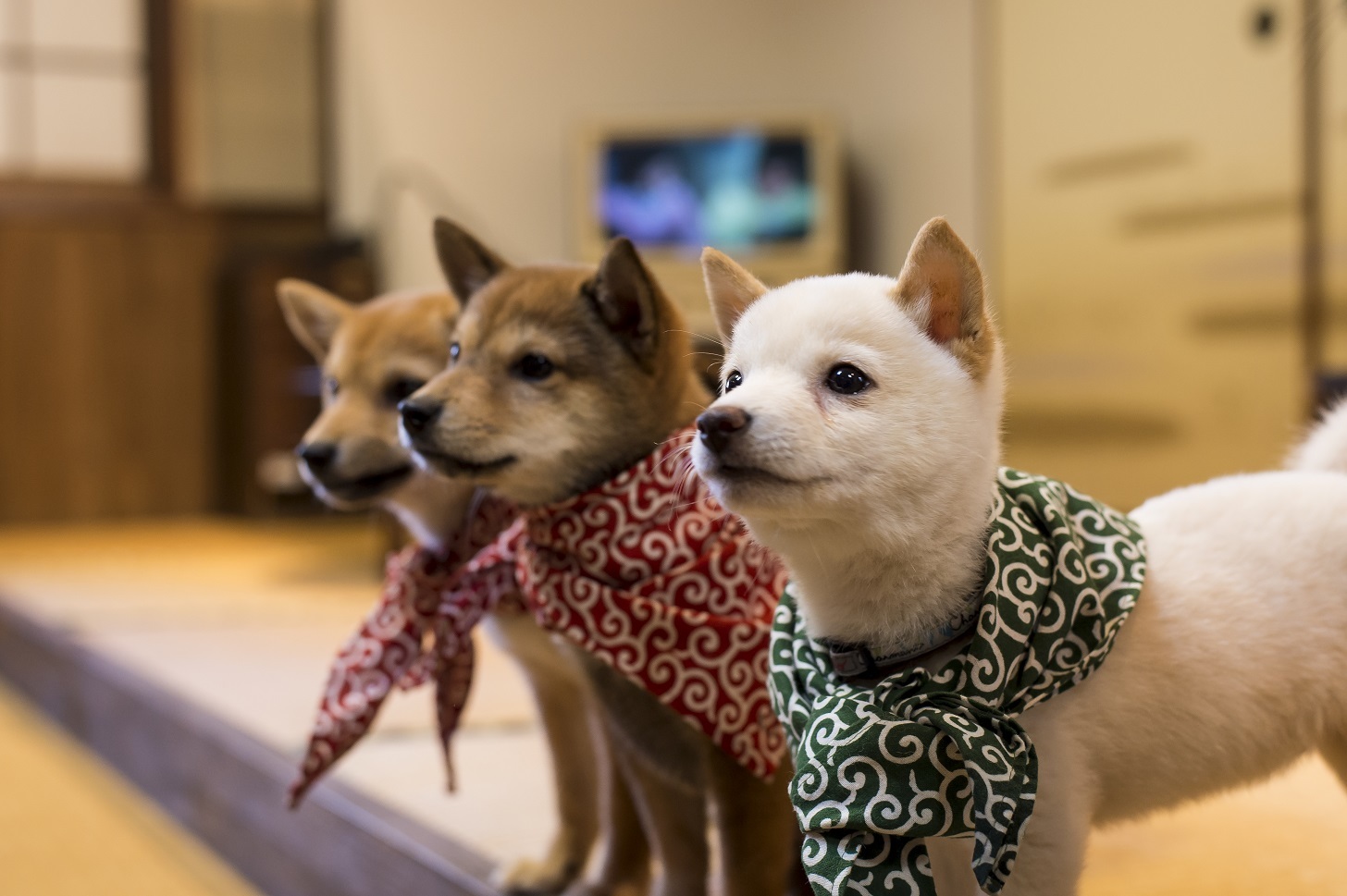 shiba inu shelter near me