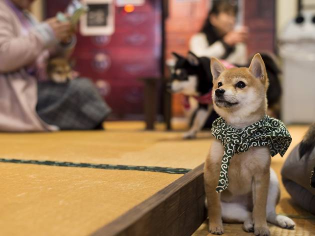 Harajuku Mame Shiba Cafe Restaurants In Harajuku Tokyo